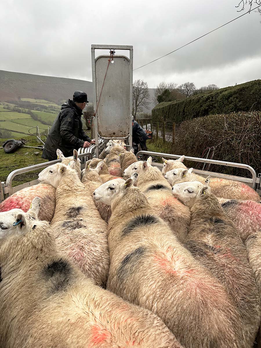 Ewes being scanned