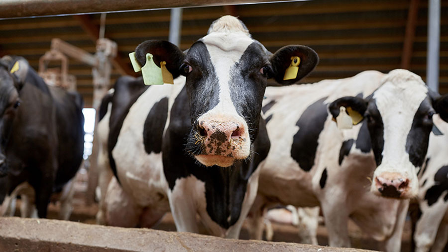 Housed dairy cows