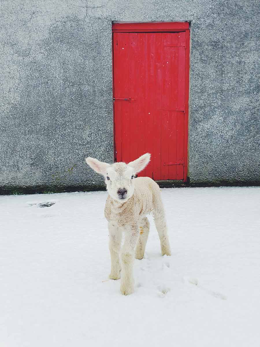 Lamb in the snow