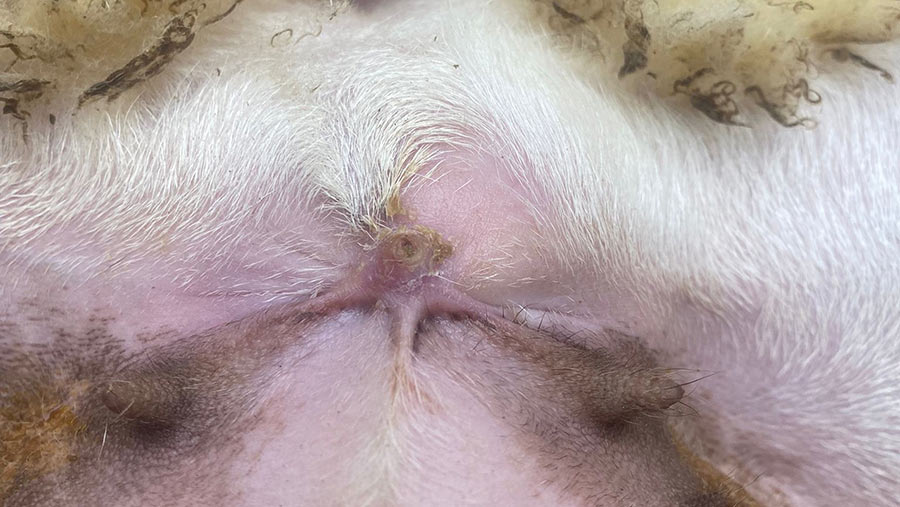 Scarring from castration using a conventional rubber ring