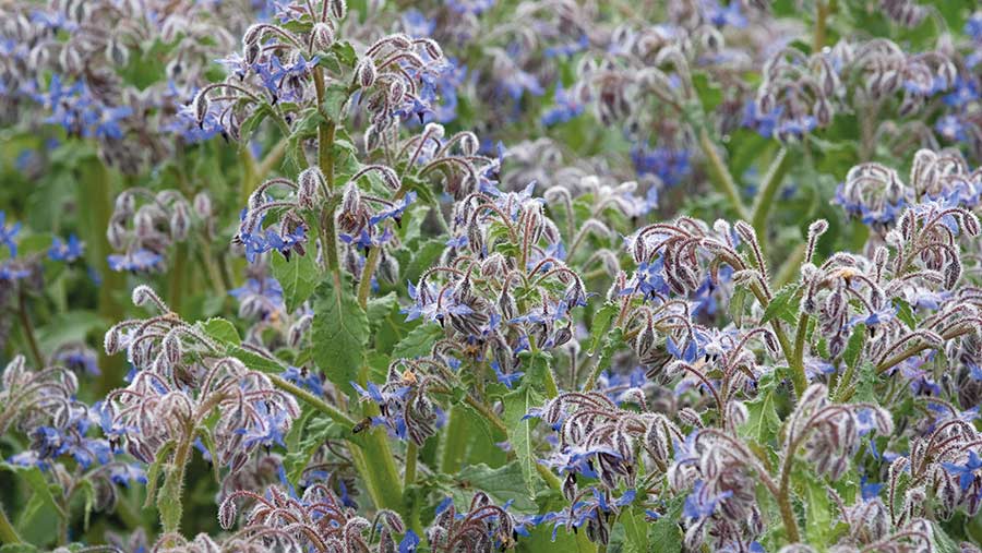 Borage in flower