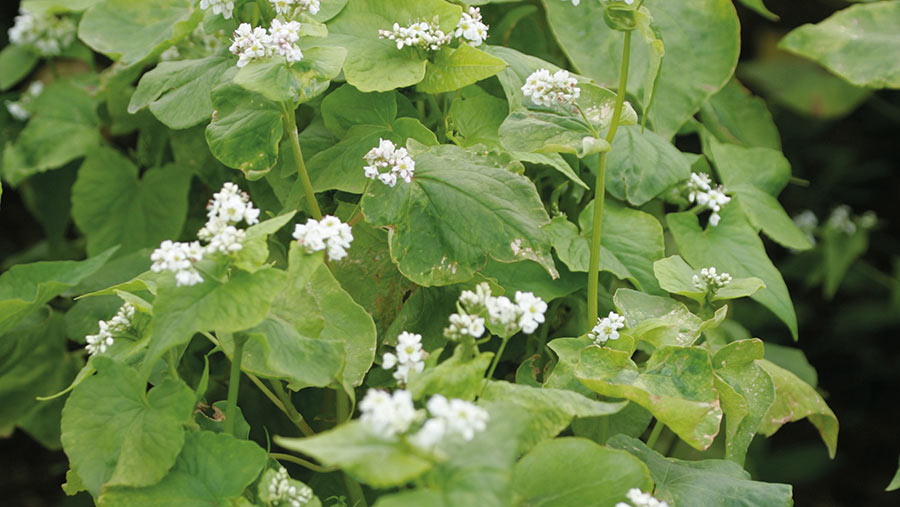 Buckwheat