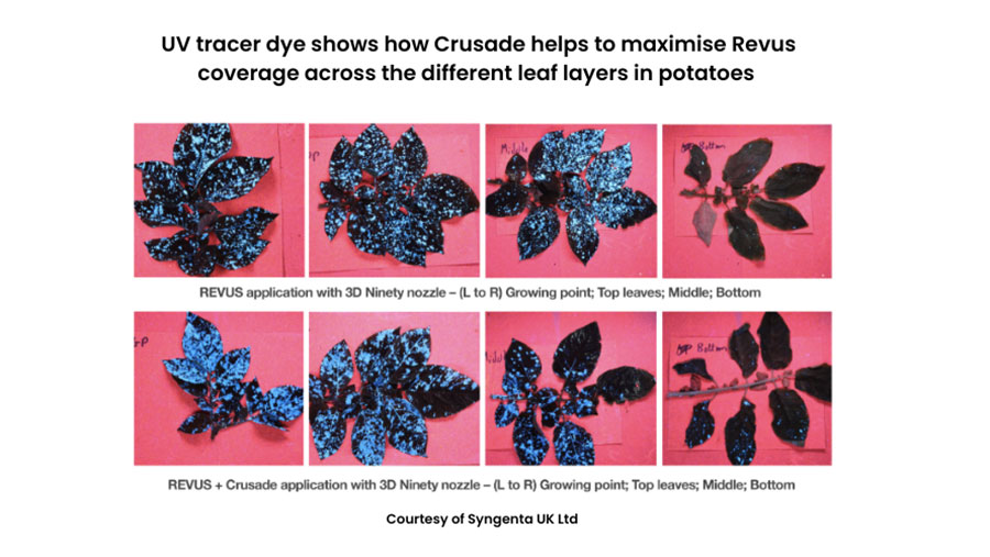 UV tracer dye shows how Crusade helps to maximise Revus coverage across the different leaf layers in potatoes