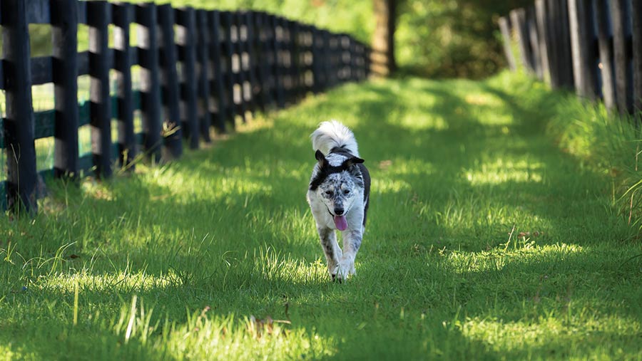 Dog running in paddock