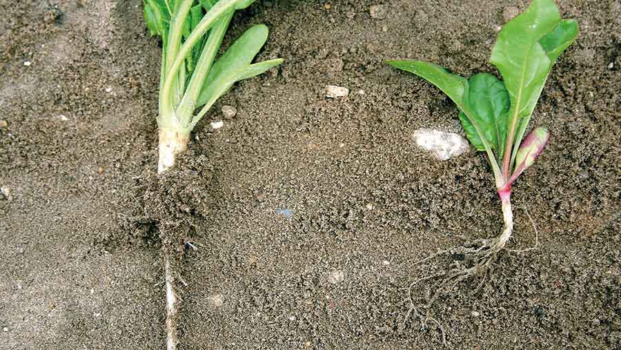 Healthy and damaged beet roots