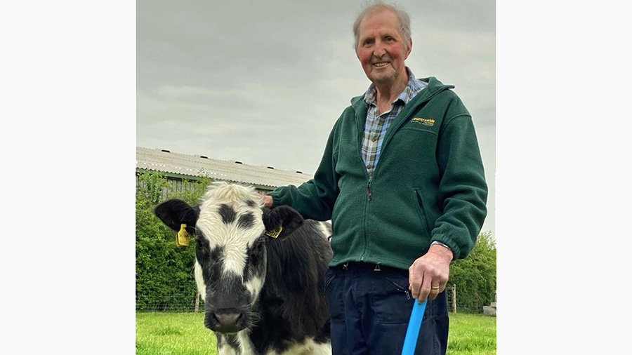Emyr Wigley with one of his cows