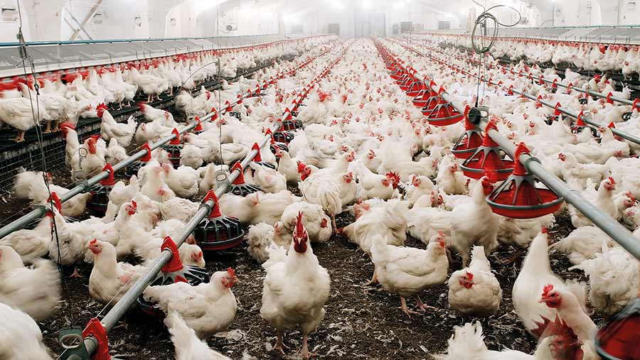 Chickens in shed