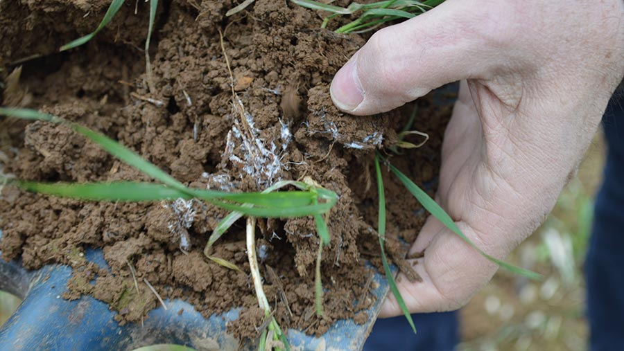 Fungi in a root ball