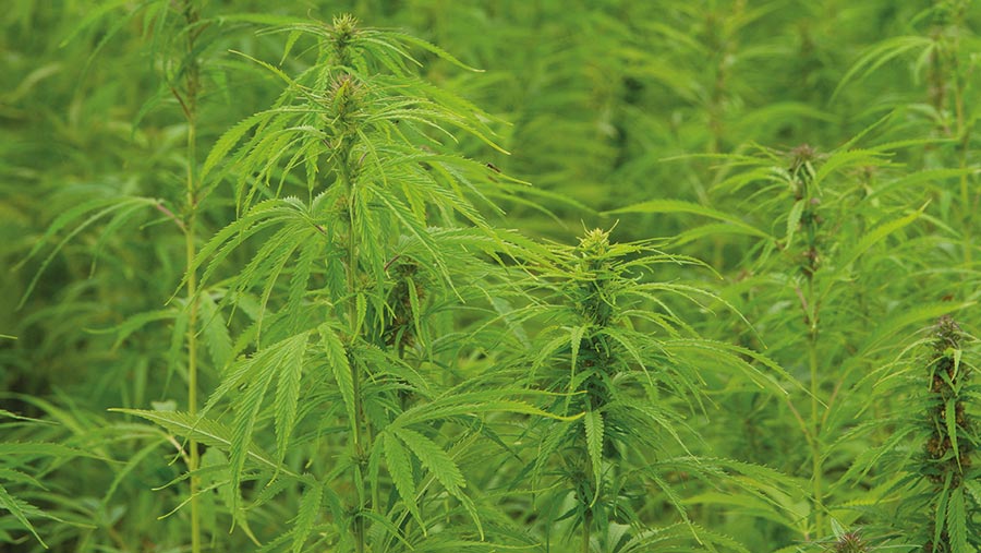 Hemp plants