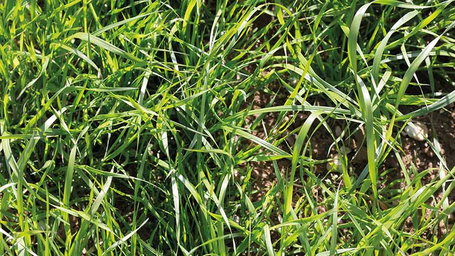 Close-up of Italian rye grass