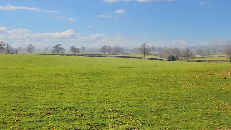 Open grassland with trees in the distance