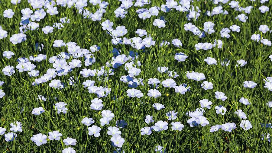 Linseed in flower