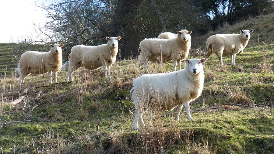 Lleyn ewes standing on a hillside