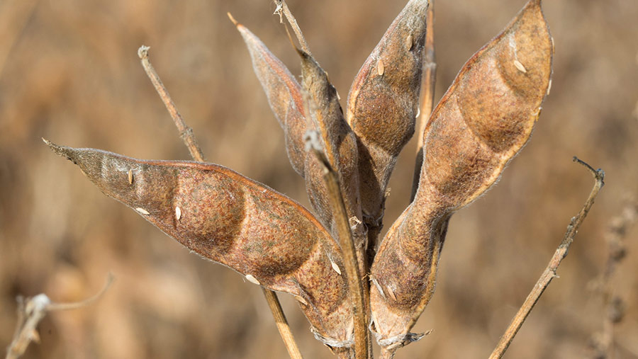 Lupins