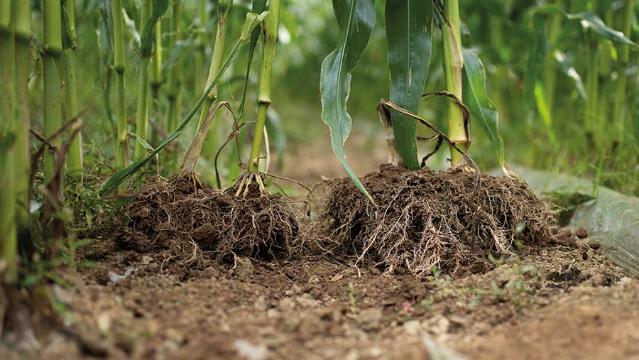 Maize roots