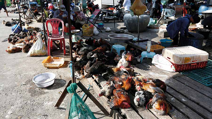 Poultry in Cambodia have been linked to a recent human fatality from bird flu © Kith Serey/EPA-EFE/Shutterstock