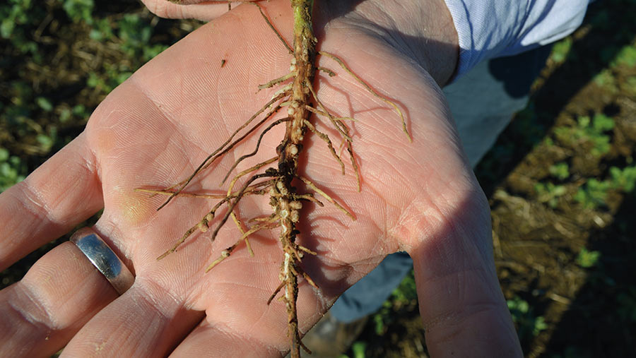 Nodules on beans root