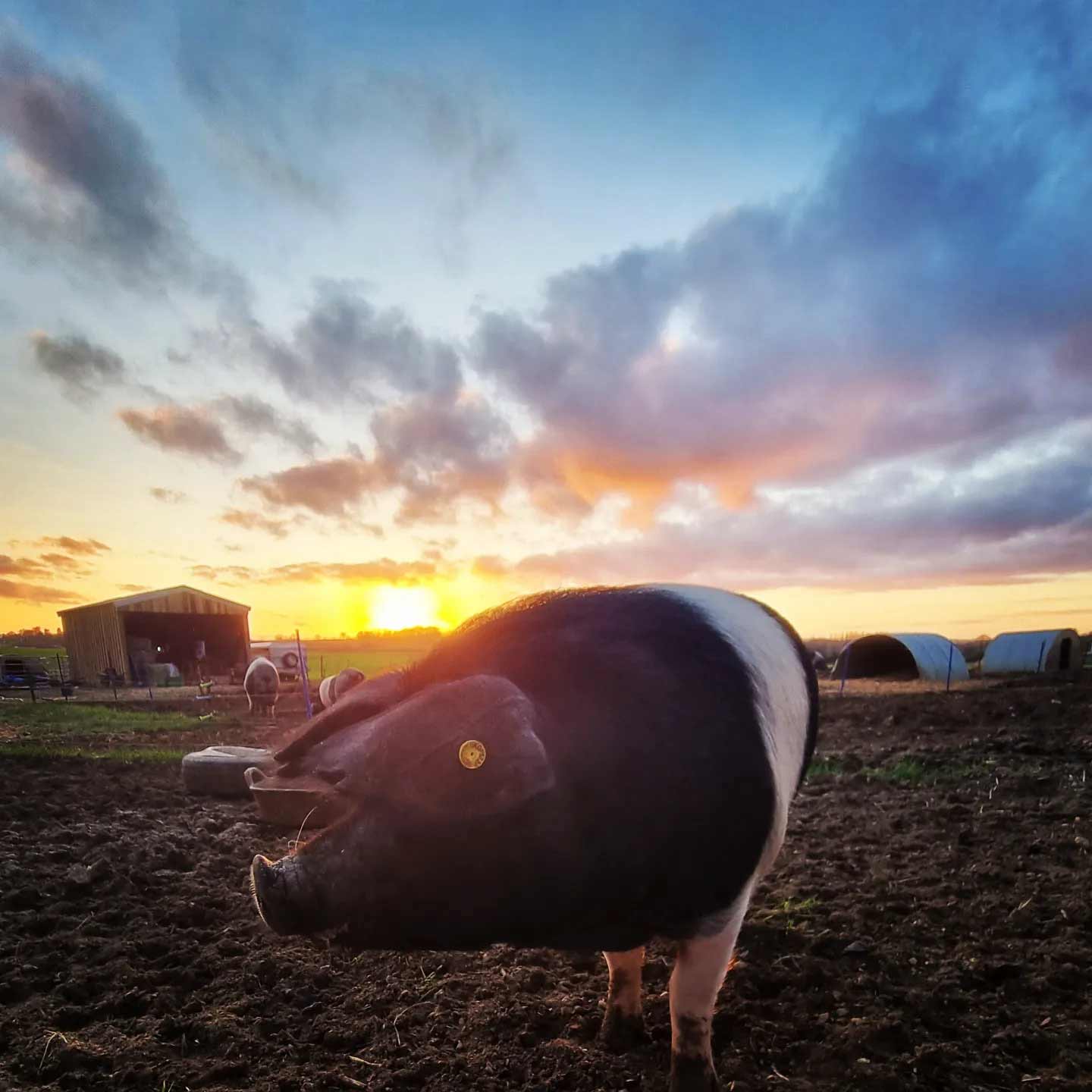 Pedigree British Saddleback pig in front of the sun rise