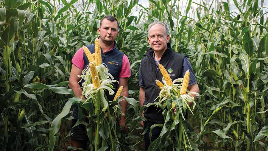 Patrick Palmer and Barry MIlls with maize plants