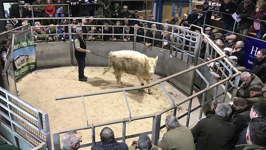 Primrose being auctioned off © Chris Jeffery