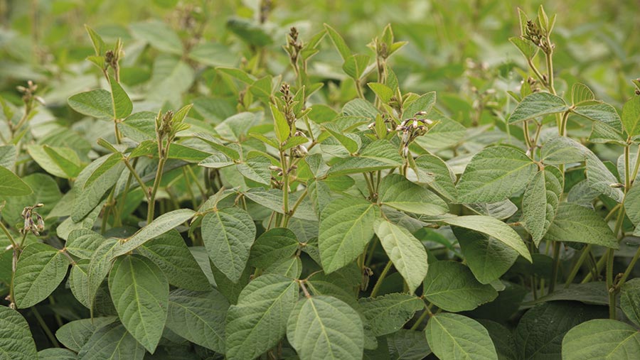 Soya plants