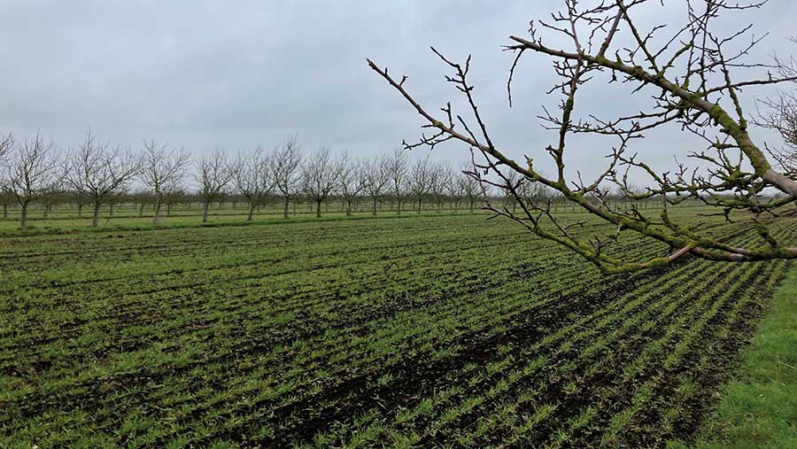 Trees next to arable field