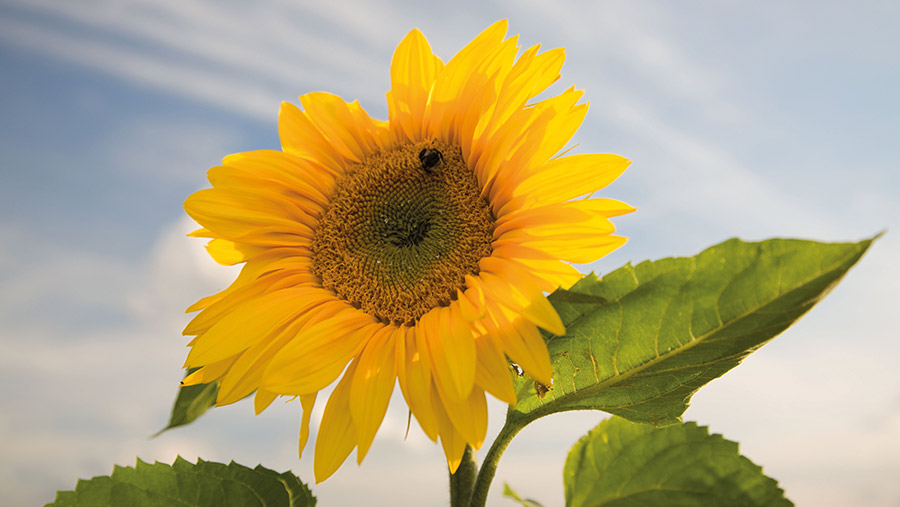 Sunflower