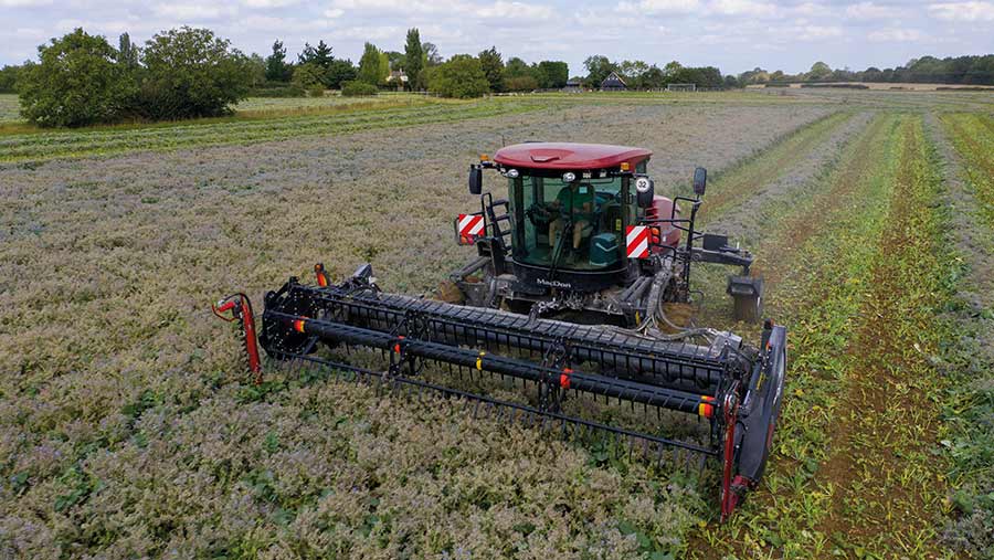 Swathing the borage