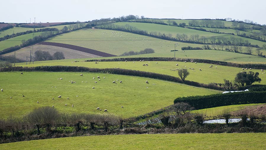 Livestock grazing in fields in the countryside