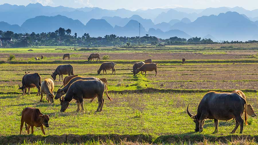 Water buffalo at Phong Nha in Vietnam © Gary Chapman/Adobe Stock