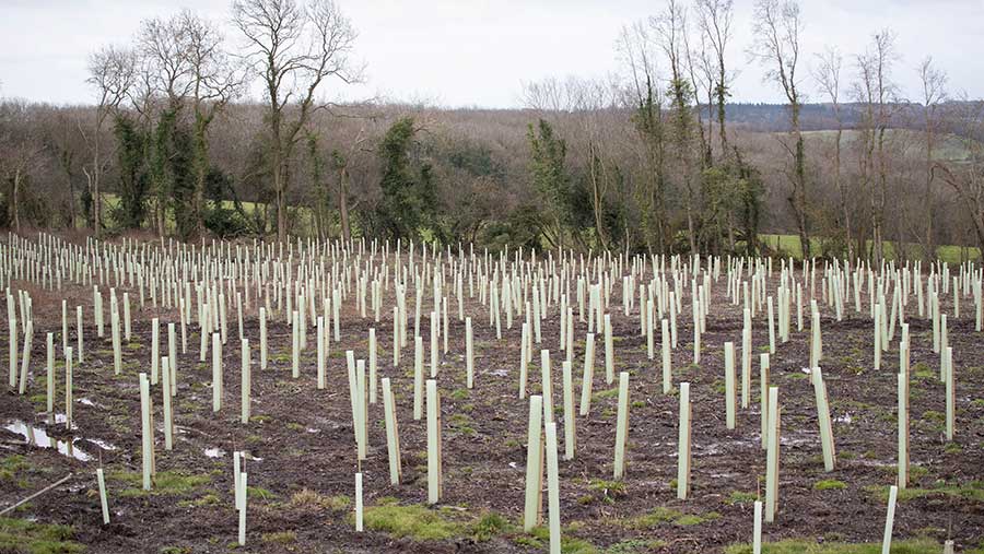 Saplings planted for new woodland