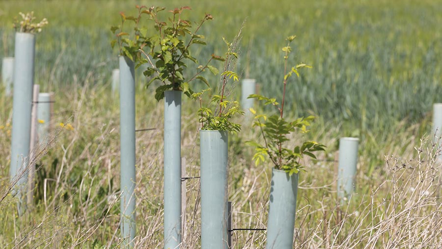 Young trees