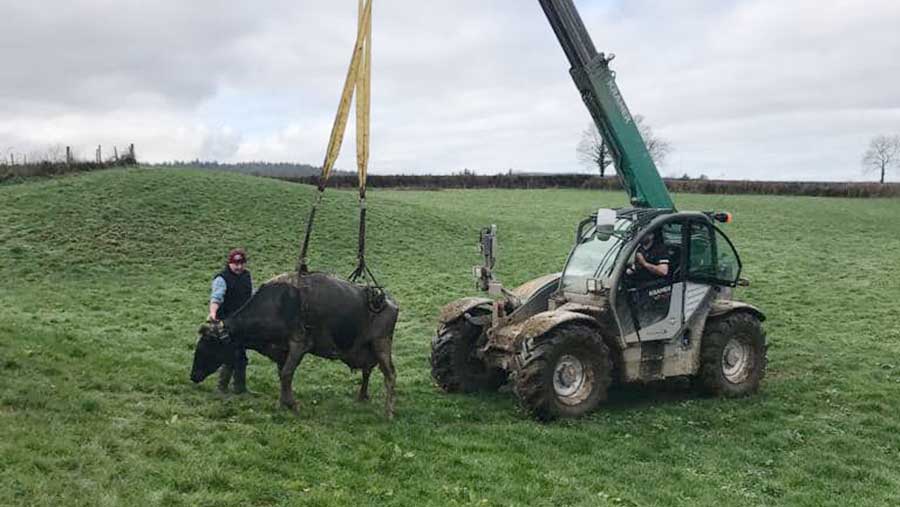 Cows being lifted with telehandler