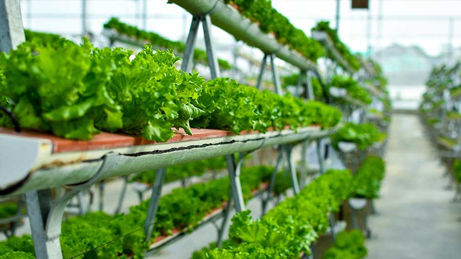 chitosan powder chitosan powder