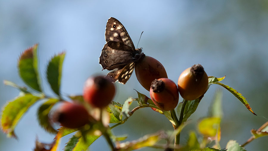 Butterfly