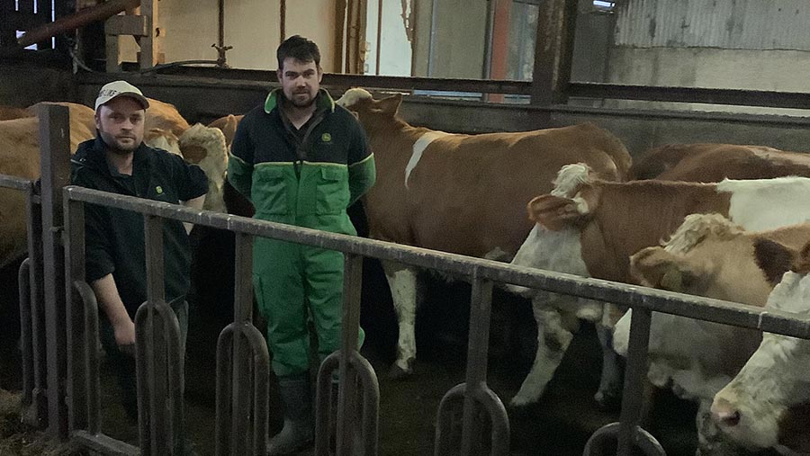 Two men in a cattle shed with beef cows