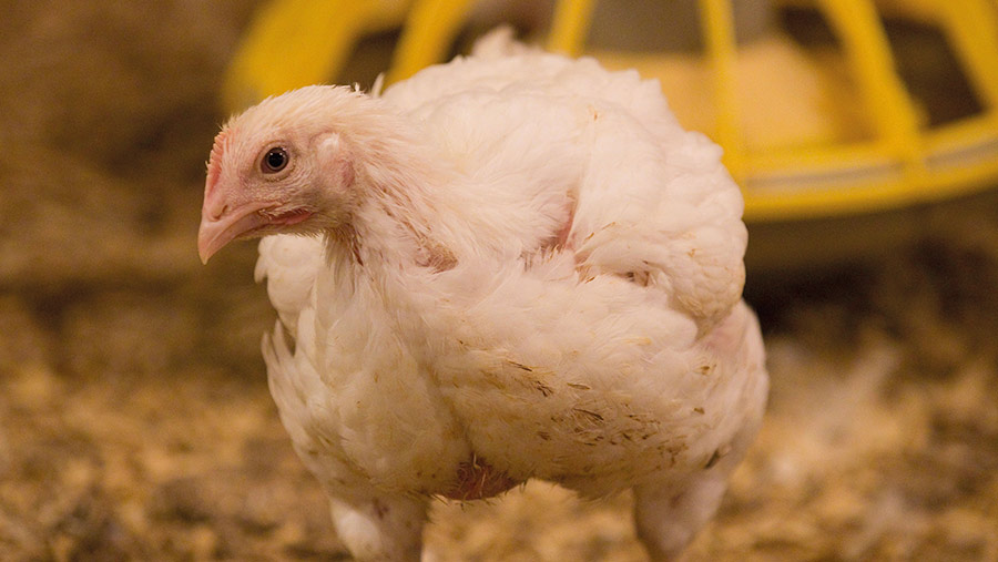 Broiler chicken in a shed