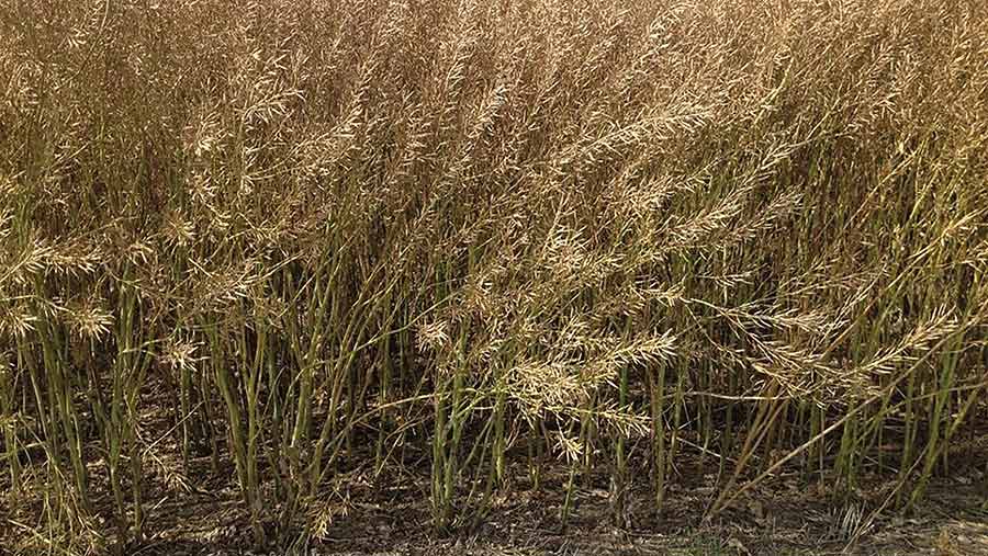 © English Mustard Growers