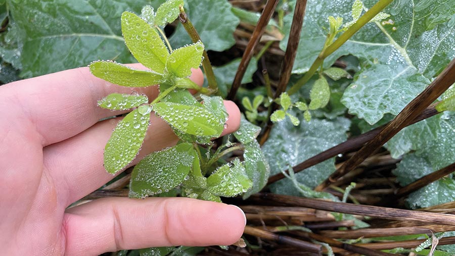 Companion crop in OSR