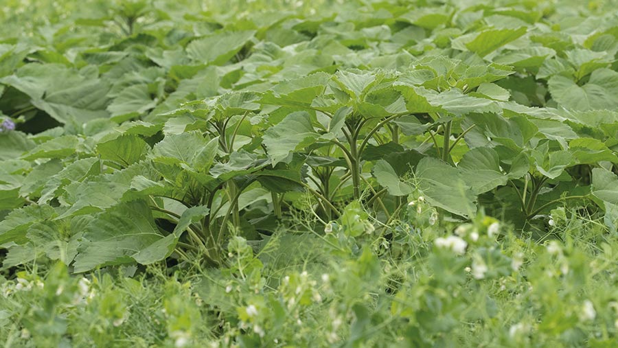 Cover crops