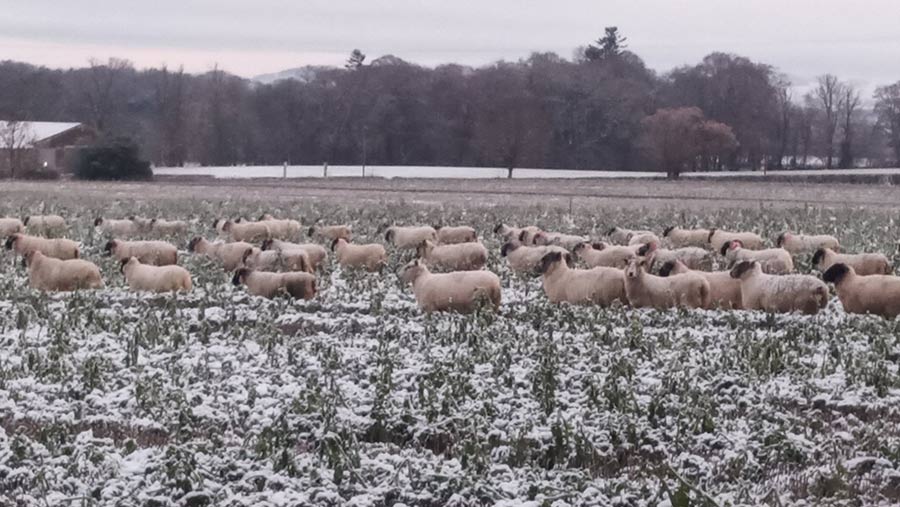 sheep in a frosty field