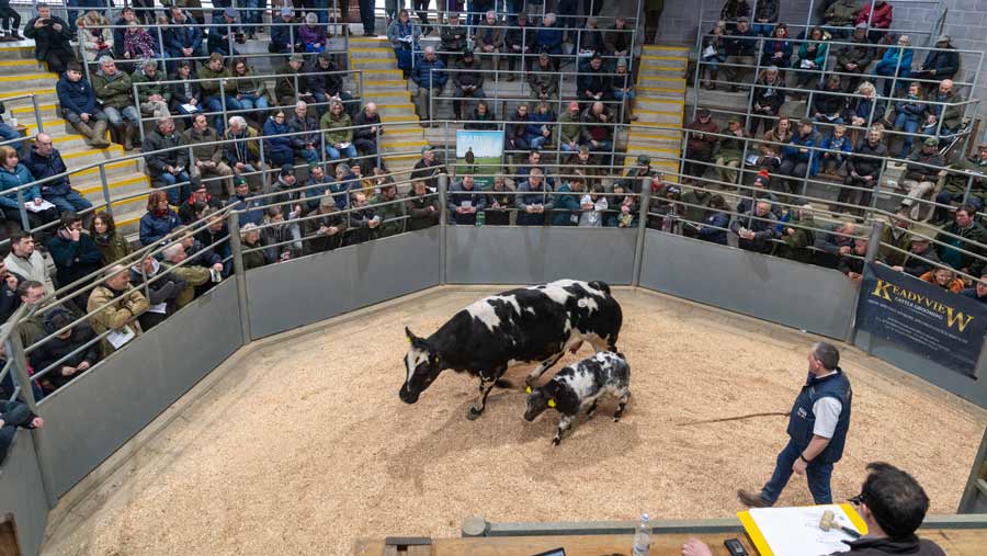 Emyr Wigley charity cattle sale © Wayne Hitchinson