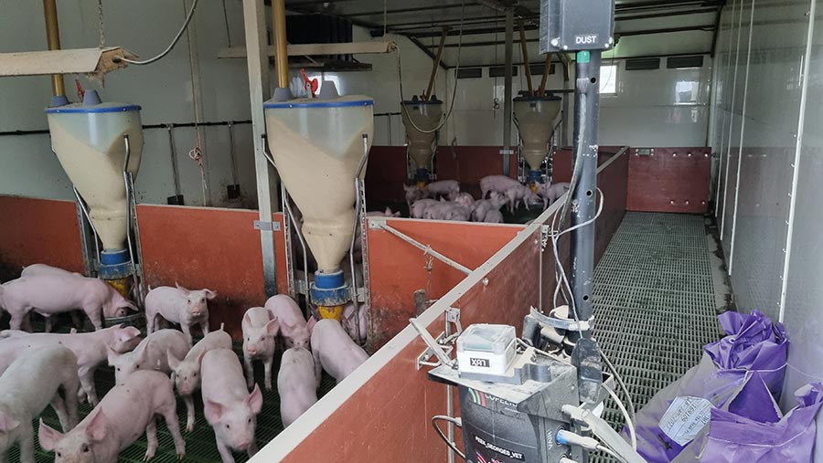 Equipment monitoring conditions for pigs © George Vet Group