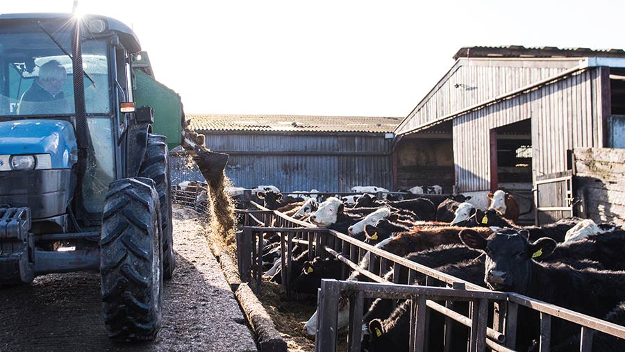 Cattle feeding