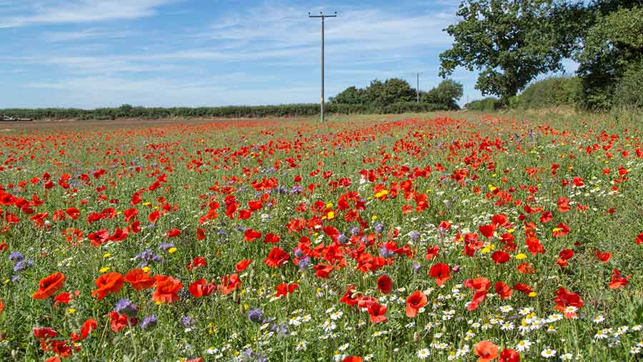 Field margin with poppies