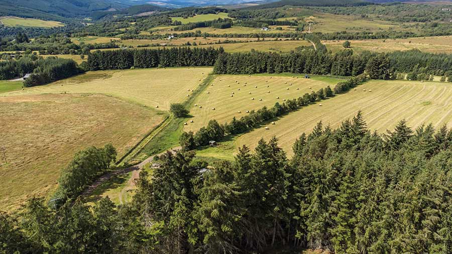 Aerial view of farmland and pine woods