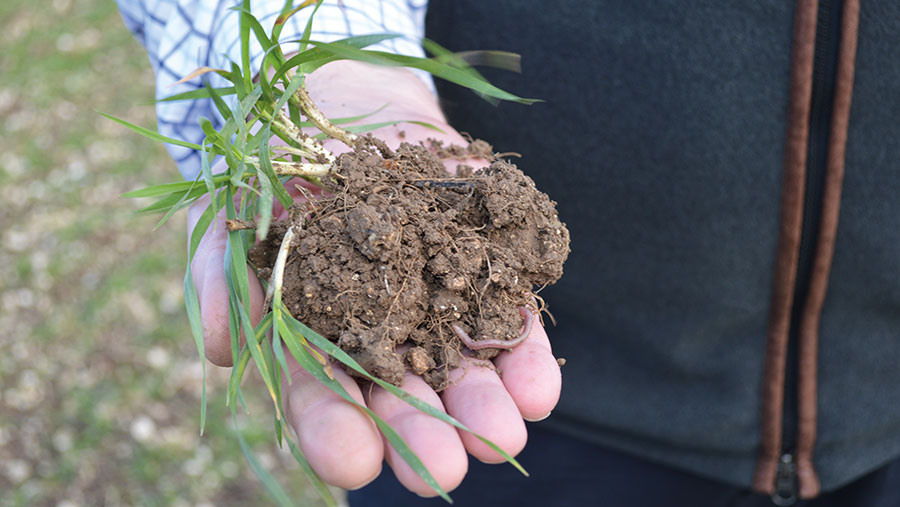 wheat roots