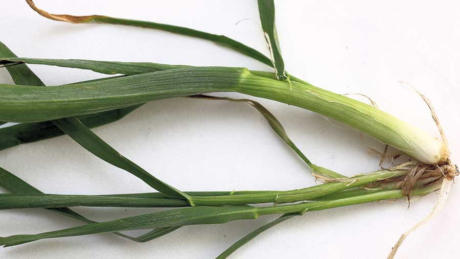 Wheat plant showing gout fly damage 