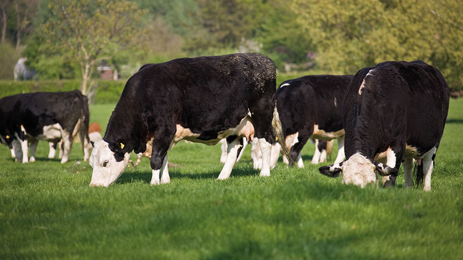 Cows grazing on grass