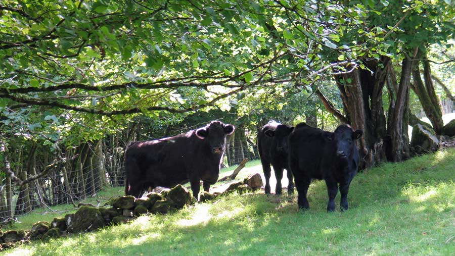 The native breed, Welsh Black Cattle graze at Hengwrt